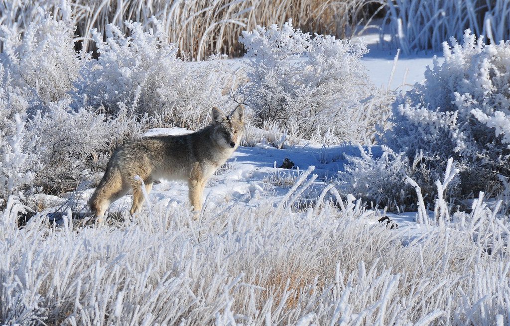 5 Stunning Wildlife Trails to Hike this Winter in Colorado